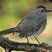 Gray Catbird